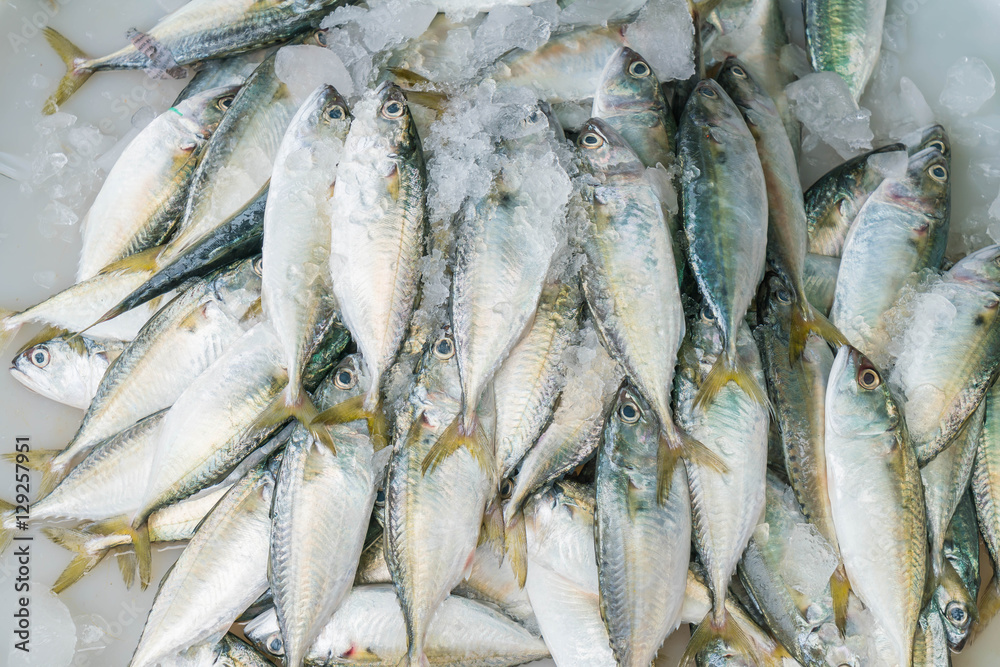 Fototapeta premium fresh mackerel at market