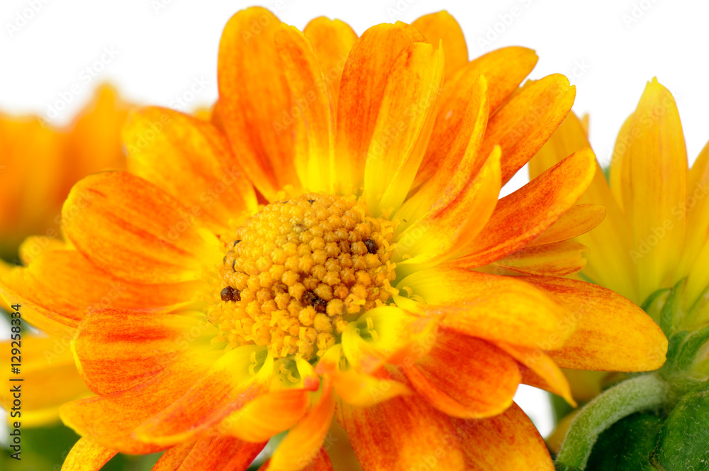 Chrysanthemum flowers background Chrysanthemum flowers background
