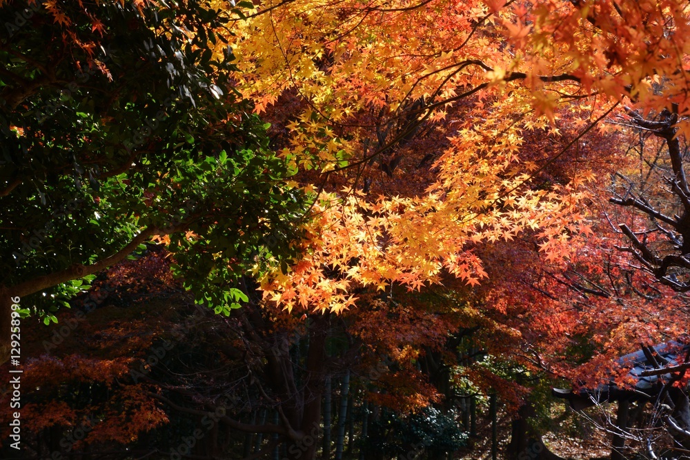 紅葉・大磯町城山公園