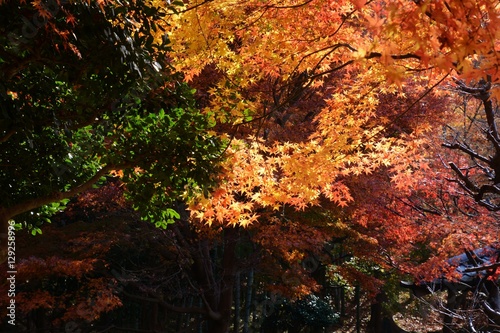 紅葉・大磯町城山公園