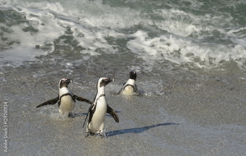 African penguins walk out of the ocean on the sandy beach. African penguin   Spheniscus demersus  also known as the jackass penguin and black-footed penguin. Boulders colony. Cape Town. South Africa
