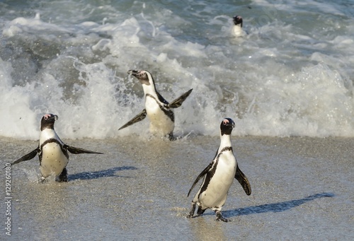 African penguins walk out of the ocean on the sandy beach. African penguin   Spheniscus demersus  also known as the jackass penguin and black-footed penguin. Boulders colony. Cape Town. South Africa