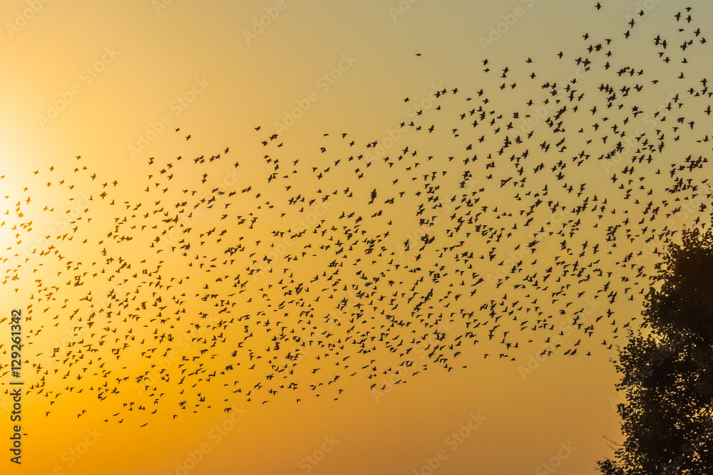Птицы в полете в лучах заката