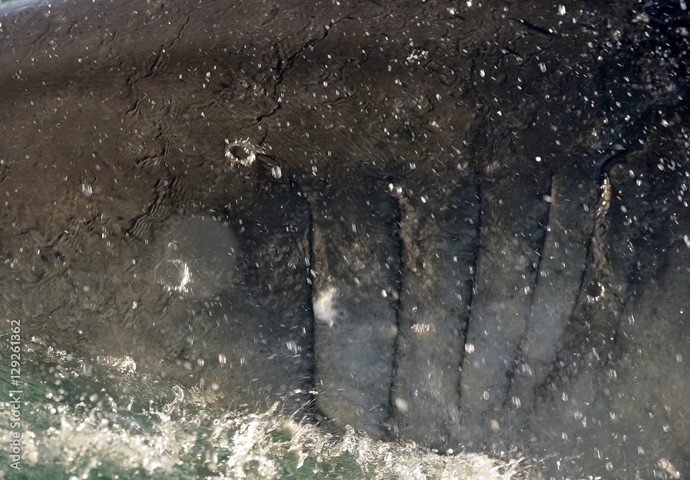Fototapeta premium Great White Shark gills.