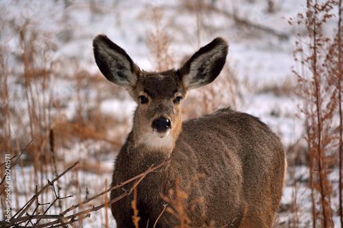 Brown Deer with Large Ears in the Winter with Snow © jzehnder