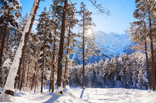 Fototapeta Naklejka Na Ścianę i Meble -  Snow-covered trees in winter forest.