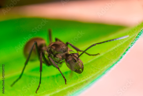 Male Worker Golden Weaver Ant (Polyrhachis dives) with three Ocelli, the simple eyes on its head, crawling on a leaf