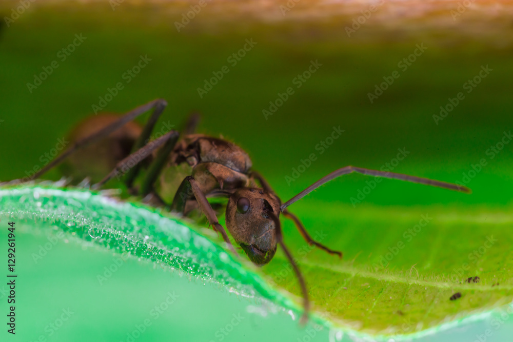 Male Worker Golden Weaver Ant (Polyrhachis dives) with three Ocelli, the simple eyes on its head, crawling on a leaf