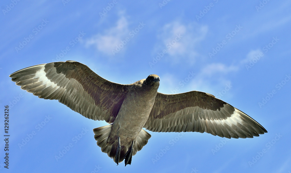 Fototapeta premium Great Skua ( Catharacta skua ) in flight on blue ocean water background