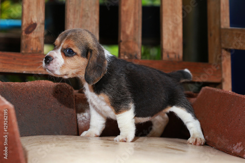 Beagle puppy sit and play on wood chair