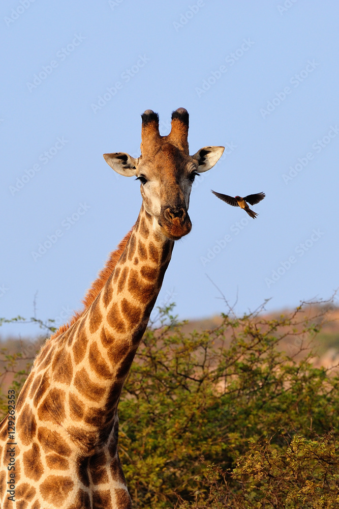 Fototapeta premium Giraffe and oxpecker