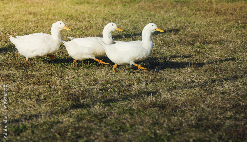 Obraz premium 3 ducks are marching together on the grass field.