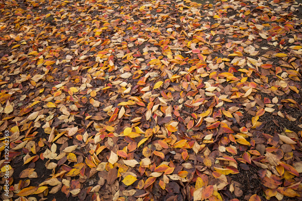 紅葉した葉が降り積もった地面