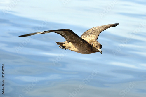 Great Skua ( Catharacta skua ) in flight on blue ocean water background