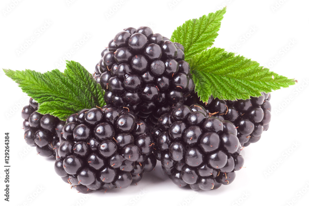 pile of blackberry with leaves isolated on white background pile of blackberry with leaves isolated on white background