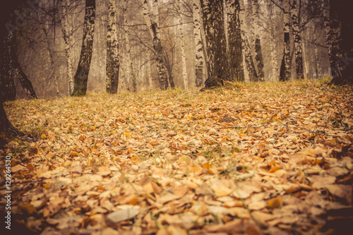 Birch Trees in Autumn Park Retro