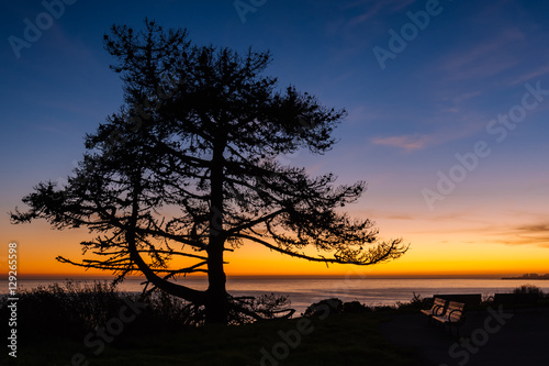 silhouette of a large tree at sunset