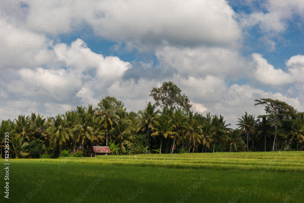 ndscape of green rice field and palms with cloudy blue sky on Bali