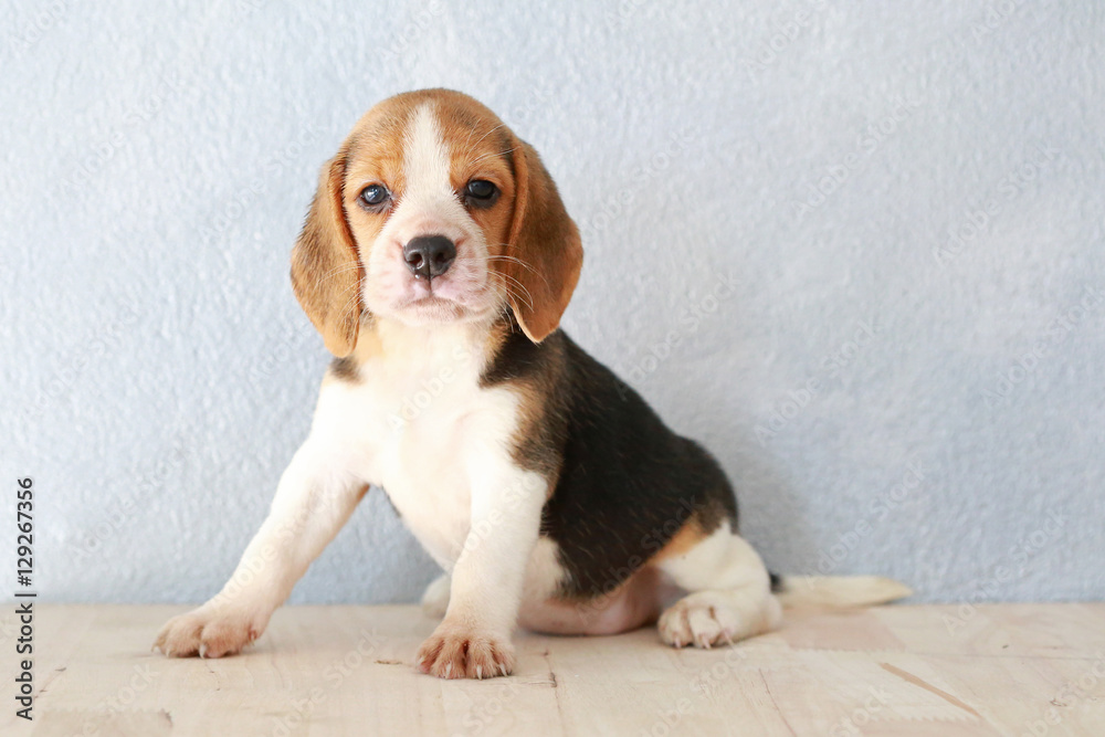 small cute beagle puppy dog looking up small cute beagle puppy dog looking up