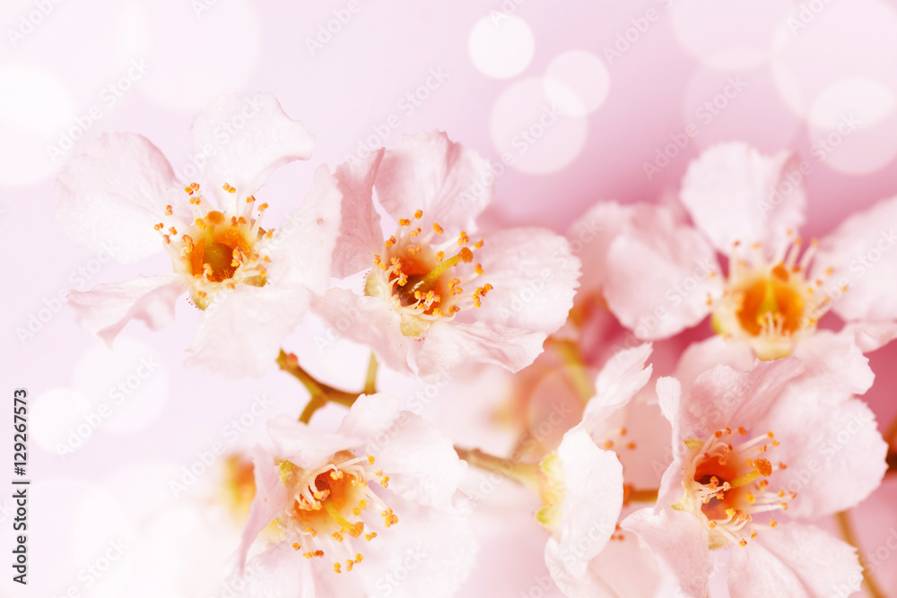 Floral wallpaper. Cherry tree flowers in blossom , Soft blurred style with special colored and light effects Floral wallpaper. Cherry tree flowers in blossom , Soft blurred style with special colored and light effects