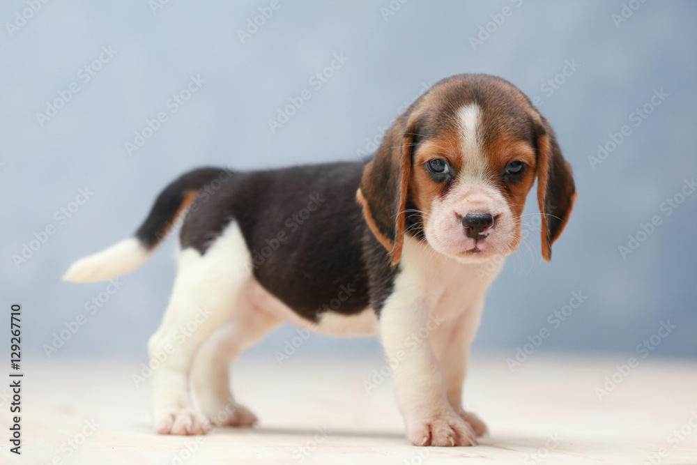 small cute beagle puppy dog looking up