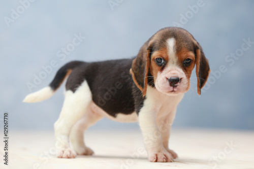 small cute beagle puppy dog looking up © Sigma s
