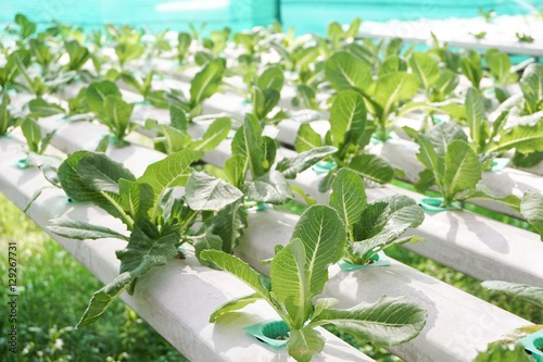 fresh organic plants in hydroponic vegetable field