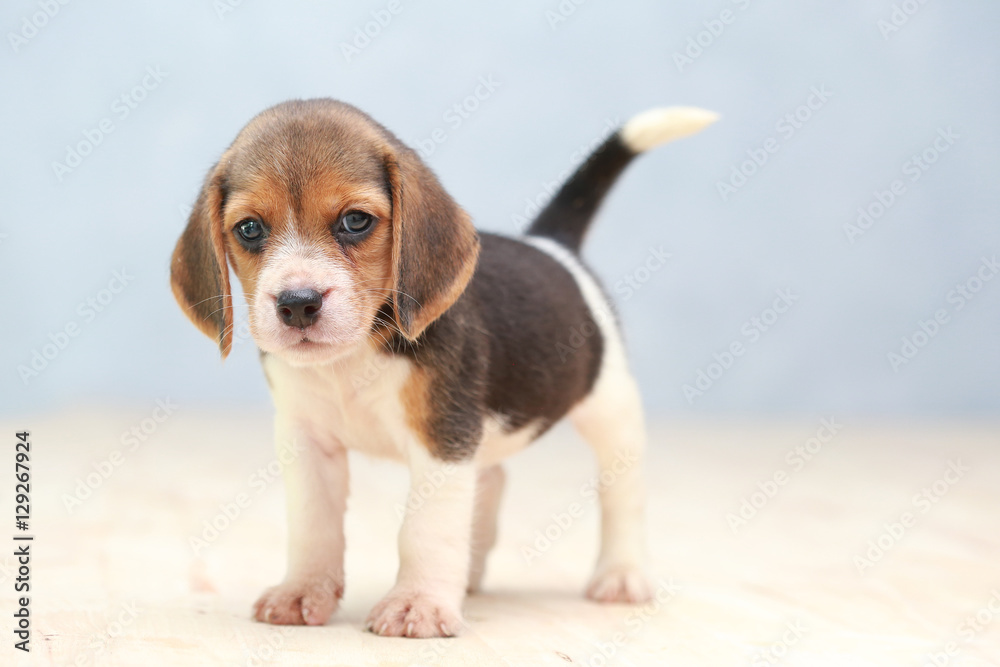 small cute beagle puppy dog looking up small cute beagle puppy dog looking up