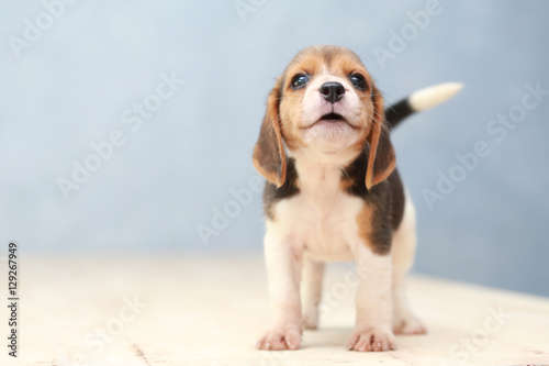 small cute beagle puppy dog looking up