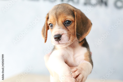 small cute beagle puppy dog looking up © Sigma s
