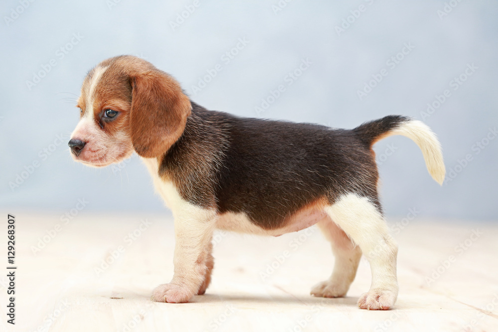 small cute beagle puppy dog looking up small cute beagle puppy dog looking up