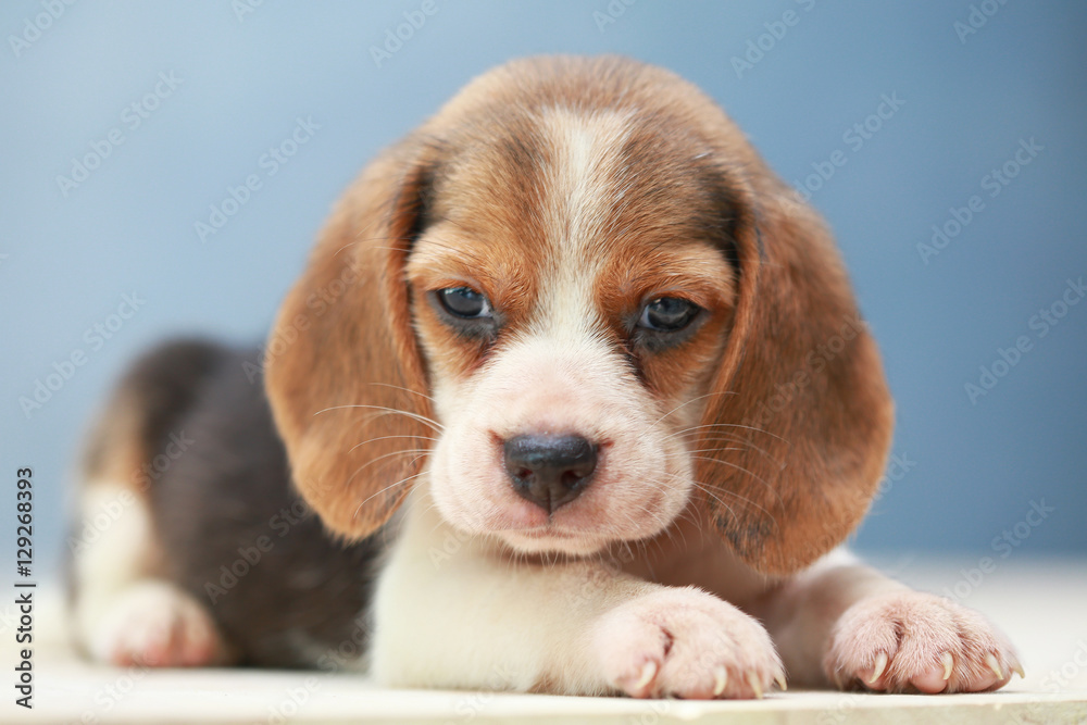 small cute beagle puppy dog looking up