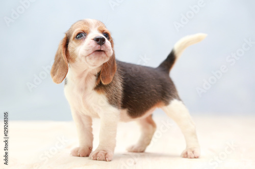 small cute beagle puppy dog looking up