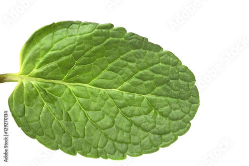 one young juicy leaf mint