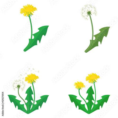 Dandelions vector set