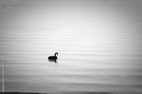 Lonely Swan