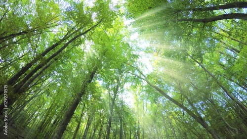 Into the big green forest. Sun rays and long green trees. Spring nature scene.