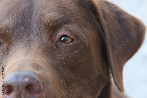 Nahaufnahme eines treuen Labradorhundes