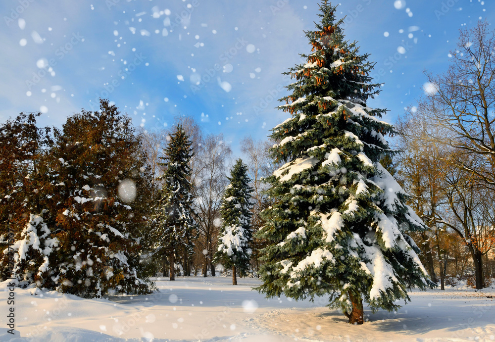 Beautiful winter landscape with snow covered trees Beautiful winter landscape with snow covered trees