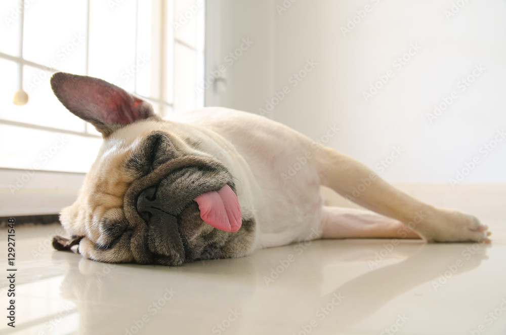Pug dog with gum in eye sleep on floor with tongue sticking out - obrazy, fototapety, plakaty 