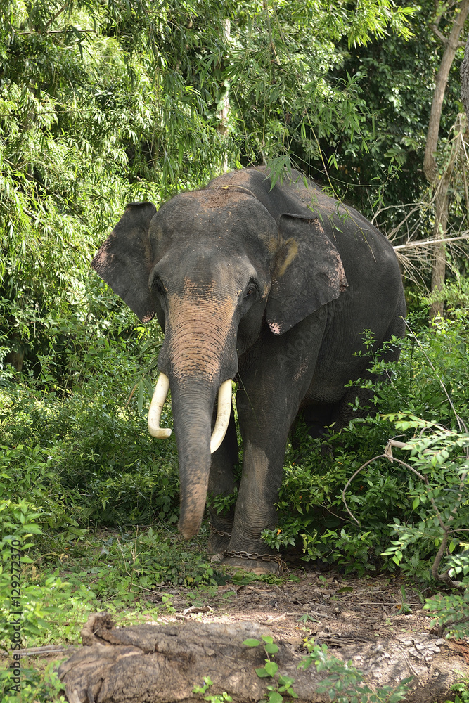 Fototapeta premium Asian Elephant