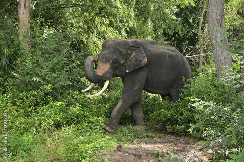 Asian Elephant © montreehanlue