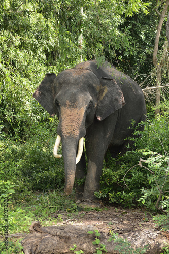 Asian Elephant © montreehanlue
