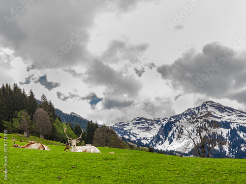 Mountains deer Austria