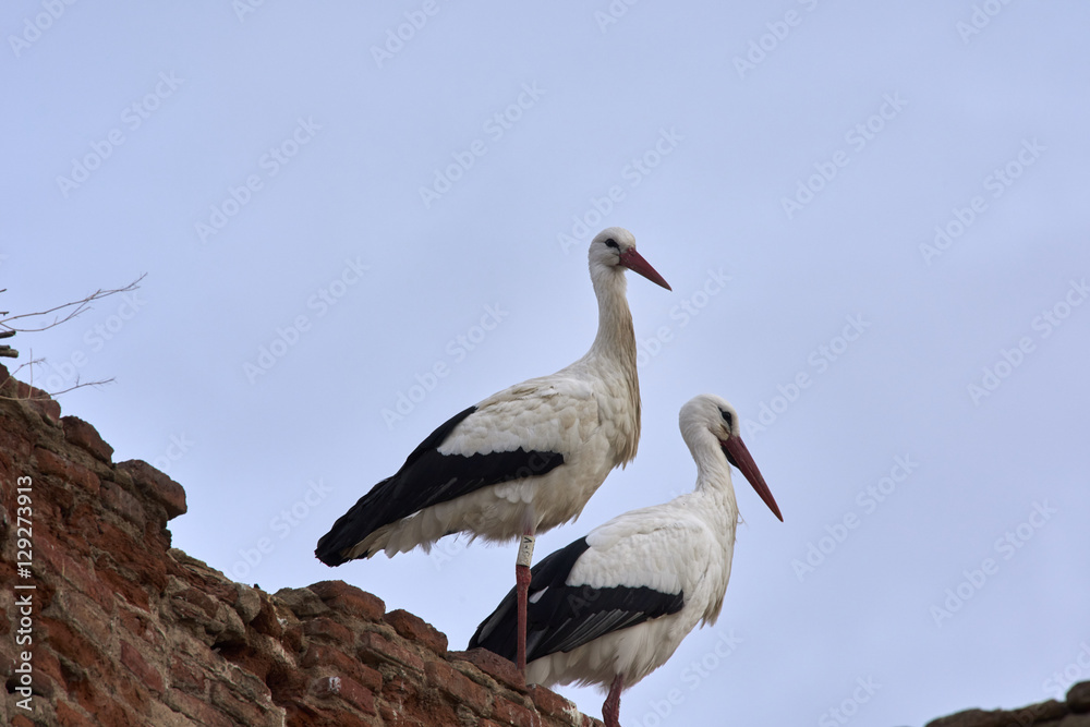 Fototapeta premium European white stork (Ciconia ciconia)