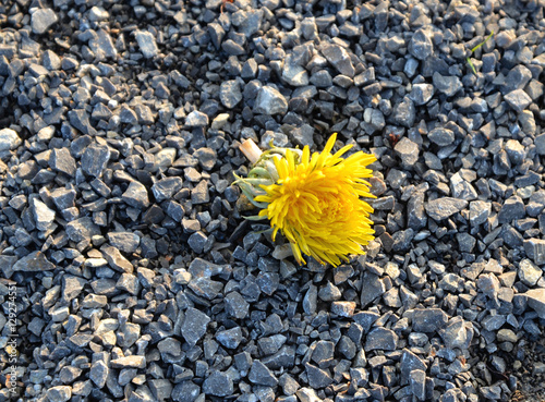 Löwenzahn siegt über Steine photo