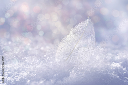 Obraz Biały przezroczysty szkielet liść na śniegu na zewnątrz w zimie. Piękna tekstura, lśniący okrągły blask bokeh niebieski różowy. Delikatny romantyczny wizerunek artystyczny, Boże Narodzenie i Nowy Rok, makro z bliska.
