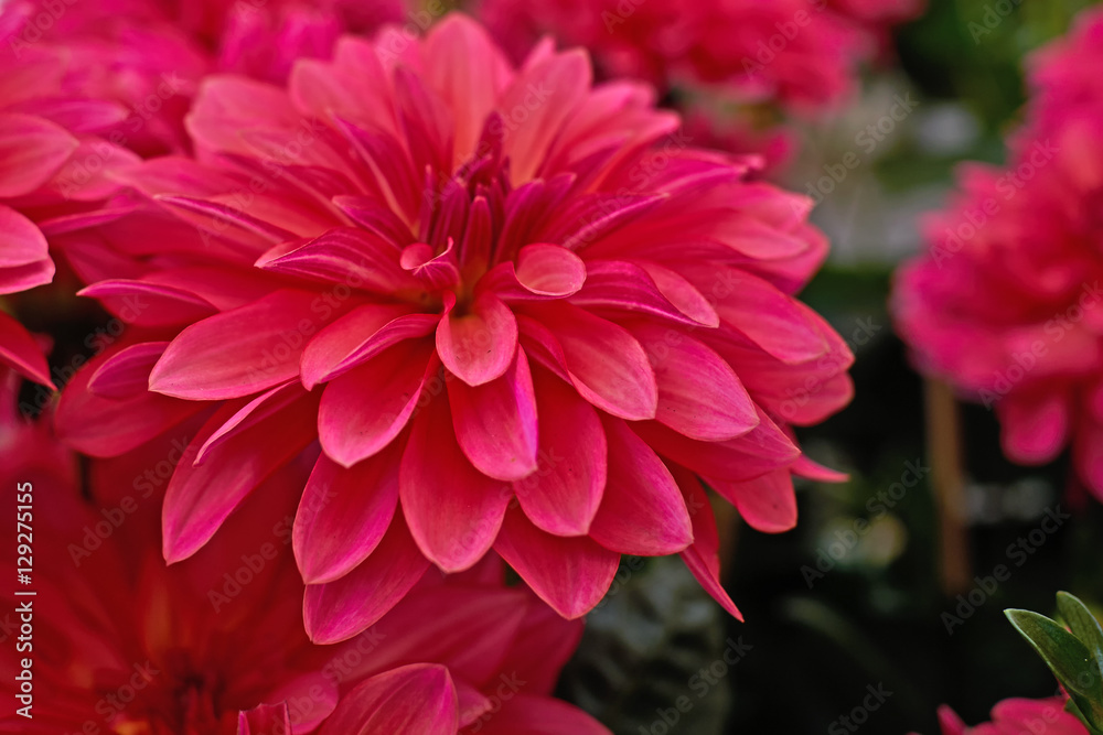 dark pink dahlia flower closeup, very strong bokeh