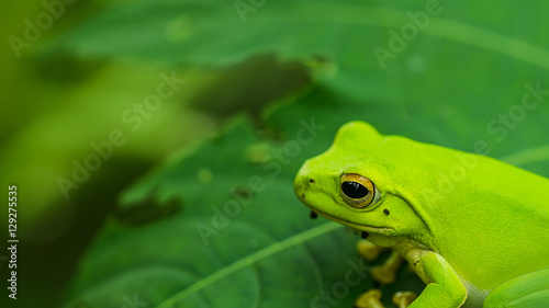 American green tree frog with lush ginger foliage
