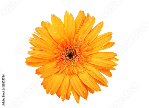 Daisy flower isolated on white background